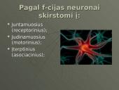 Nervinis organizmo funkcijų reguliavimas ir nervinis audinys, neuronai ir nervai 11 puslapis