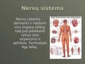 Nervinis organizmo funkcijų reguliavimas ir nervinis audinys, neuronai ir nervai 2 puslapis