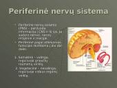 Nervinis organizmo funkcijų reguliavimas ir nervinis audinys, neuronai ir nervai 4 puslapis