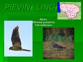 Nykstantys paukščiai 7 puslapis