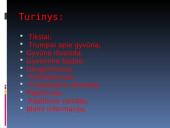 Nykštukinė skruzdėda 2 puslapis