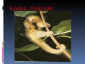 Nykštukinė skruzdėda 5 puslapis