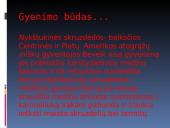 Nykštukinė skruzdėda 6 puslapis