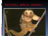 Nykštukinė skruzdėda 7 puslapis