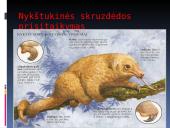 Nykštukinė skruzdėda 10 puslapis