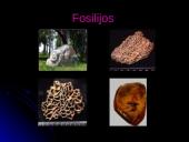 Organizmai ir aplinka 11 puslapis