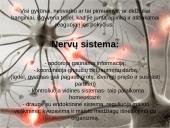 Organizmo veiklos reguliavimas ir orientavimasis aplinkoje 2 puslapis