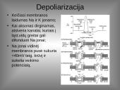 Organizmo veiklos reguliavimas ir orientavimasis aplinkoje 11 puslapis
