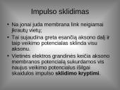 Organizmo veiklos reguliavimas ir orientavimasis aplinkoje 13 puslapis