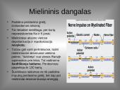 Organizmo veiklos reguliavimas ir orientavimasis aplinkoje 16 puslapis