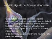 Organizmo veiklos reguliavimas ir orientavimasis aplinkoje 17 puslapis