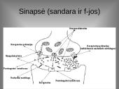 Organizmo veiklos reguliavimas ir orientavimasis aplinkoje 18 puslapis