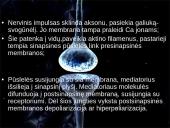 Organizmo veiklos reguliavimas ir orientavimasis aplinkoje 19 puslapis