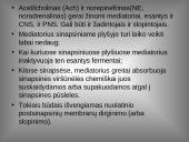 Organizmo veiklos reguliavimas ir orientavimasis aplinkoje 20 puslapis