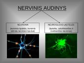 Organizmo veiklos reguliavimas ir orientavimasis aplinkoje 3 puslapis