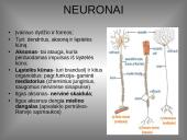 Organizmo veiklos reguliavimas ir orientavimasis aplinkoje 4 puslapis