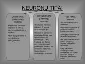 Organizmo veiklos reguliavimas ir orientavimasis aplinkoje 5 puslapis