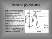 Organizmo veiklos reguliavimas ir orientavimasis aplinkoje 9 puslapis