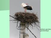 Organizmų apibūdinimas pagal K. Gesnerio sistemą 10 puslapis