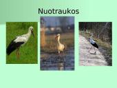 Organizmų apibūdinimas pagal K. Gesnerio sistemą 11 puslapis