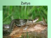 Organizmų apibūdinimas pagal K. Gesnerio sistemą 13 puslapis