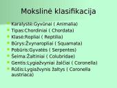 Organizmų apibūdinimas pagal K. Gesnerio sistemą 15 puslapis