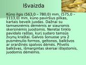 Organizmų apibūdinimas pagal K. Gesnerio sistemą 16 puslapis