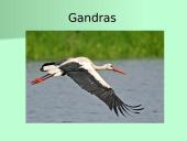 Organizmų apibūdinimas pagal K. Gesnerio sistemą 3 puslapis