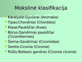Organizmų apibūdinimas pagal K. Gesnerio sistemą 5 puslapis