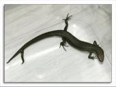 Organizmų prisitaikymas prie aplinkos 12 puslapis