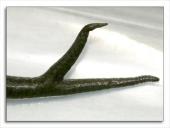 Organizmų prisitaikymas prie aplinkos 13 puslapis