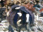 Organizmų prisitaikymas prie aplinkos 15 puslapis