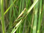 Organizmų prisitaikymas prie aplinkos 17 puslapis