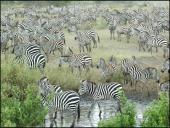 Organizmų prisitaikymas prie aplinkos 18 puslapis