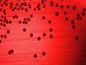 Organizmų prisitaikymas prie aplinkos 20 puslapis