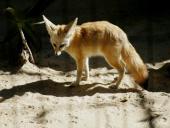 Organizmų prisitaikymas prie aplinkos 6 puslapis