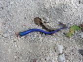 Organizmų prisitaikymas prie aplinkos 10 puslapis