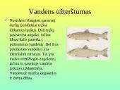 Pamoka 8-oje klasėje: Žmonių populiacijos poveikis gamtai 8 puslapis