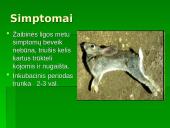 Patologinis anatominis triušio tyrimas 3 puslapis