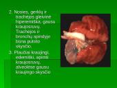 Patologinis anatominis triušio tyrimas 6 puslapis