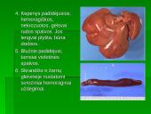 Patologinis anatominis triušio tyrimas 7 puslapis