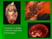 Patologinis anatominis triušio tyrimas 8 puslapis