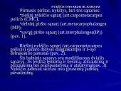 Plaštakos anatomija 2 puslapis