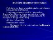 Plaštakos anatomija 11 puslapis