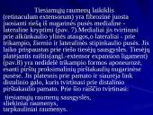 Plaštakos anatomija 14 puslapis