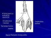Plaštakos anatomija 16 puslapis