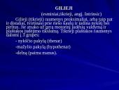 Plaštakos anatomija 18 puslapis