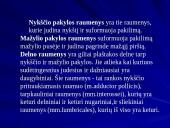 Plaštakos anatomija 19 puslapis