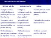 Plaštakos anatomija 20 puslapis