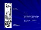Plaštakos anatomija 5 puslapis